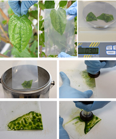 Extraction, purification, and testing methods for polyphenol-rich plant genomic DNA.